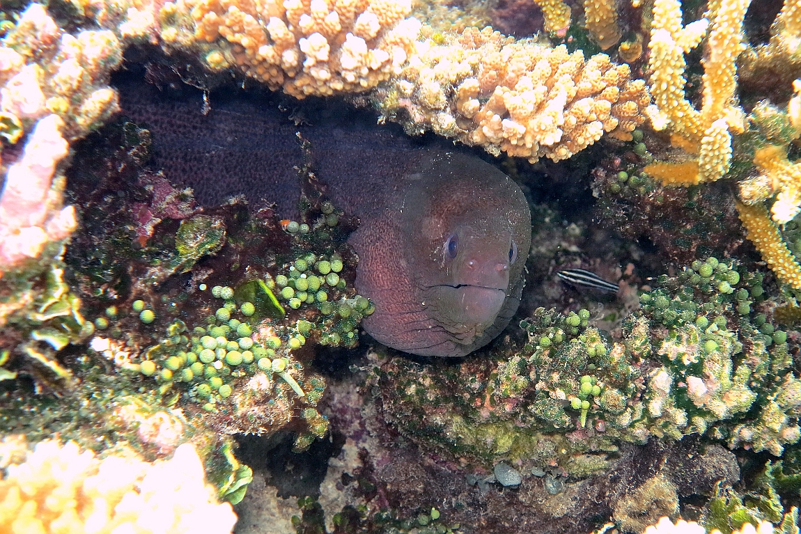 IMG_0953rf_Maldives_Madoogali_House reef_Murene javanaise_Gymnothorax javanicus.jpg